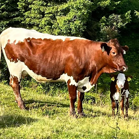 Daire Bergblick Saalfelden