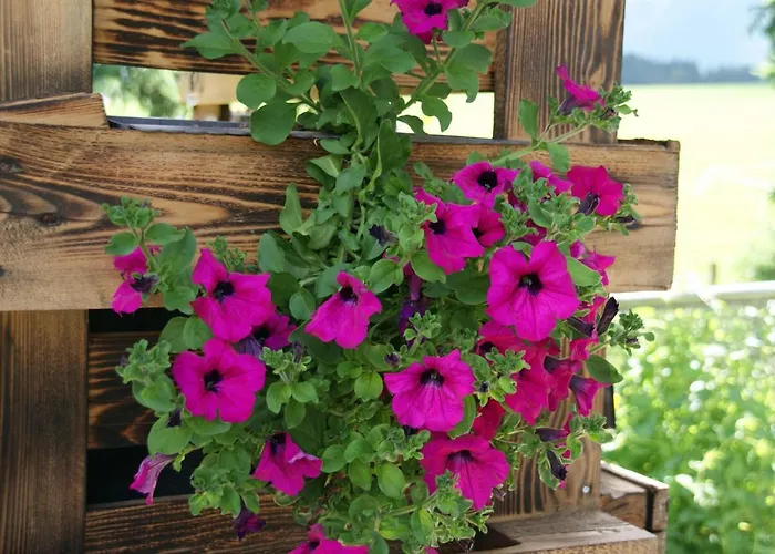 Bergblick Appartamento *