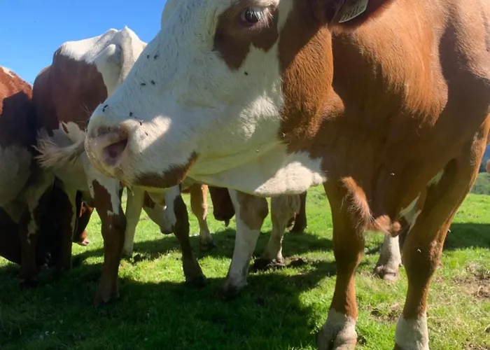 Bergblick Appartement Saalfelden
