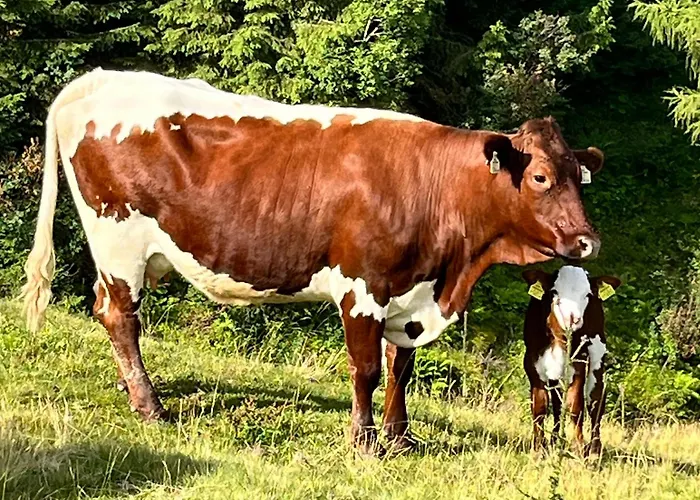 דירה Bergblick סאלפלדן אם שטיינרן מיר